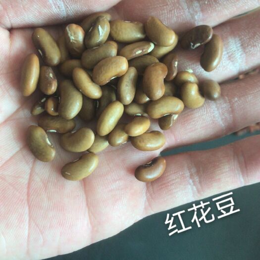 新民市 芸豆红花豆