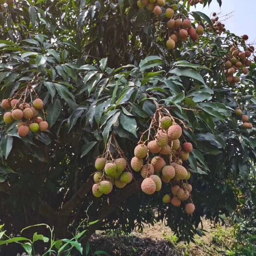 湛江 荔枝妃子笑，桂味等品种，
