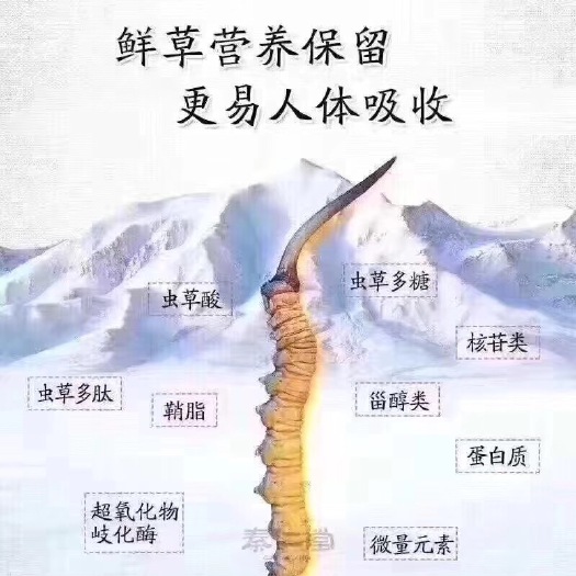 西宁玉树虫草 产地直发高海拔藏区冬虫夏草高质量请选择