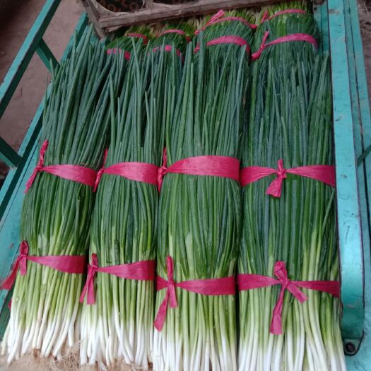 新泰市四季葱 常年代收机各种优质蔬菜，