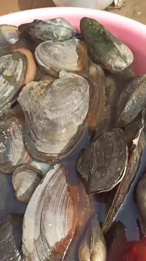 固镇县大河蚌 