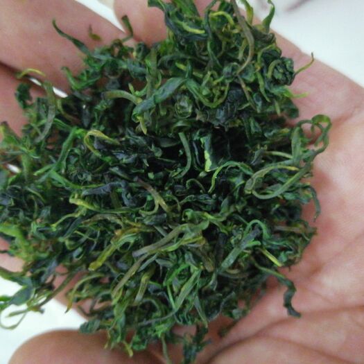 安国市小叶苦丁茶（易碎） 青山绿水 代茶饮  一斤起包邮