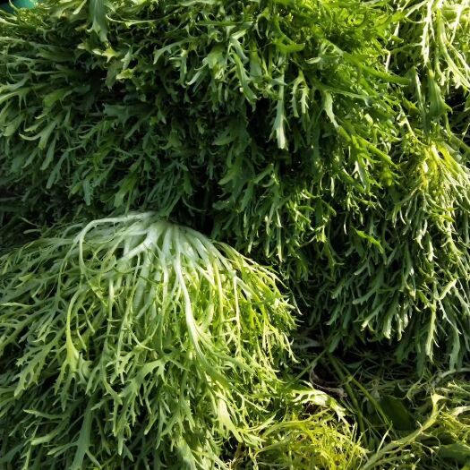 北京 苦菊