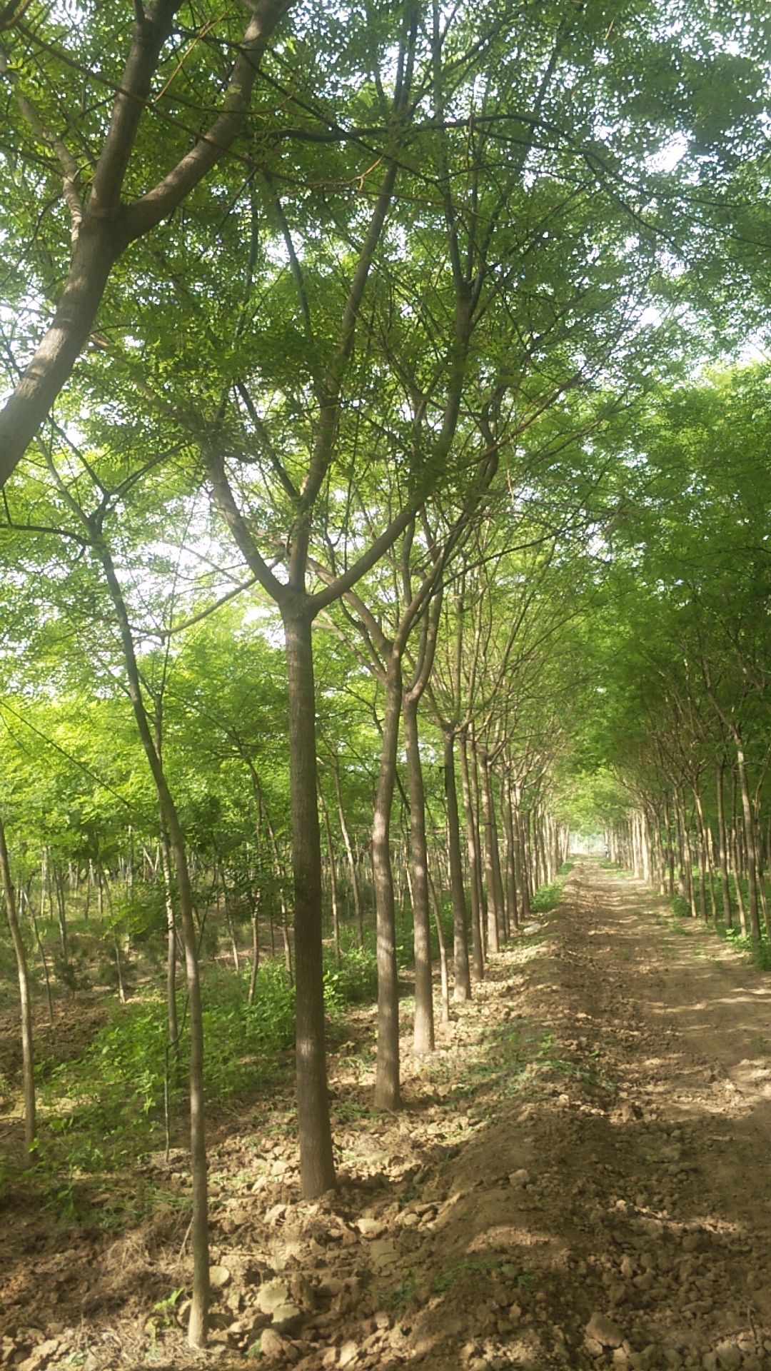 速生国槐 8公分到12公分，真实货源