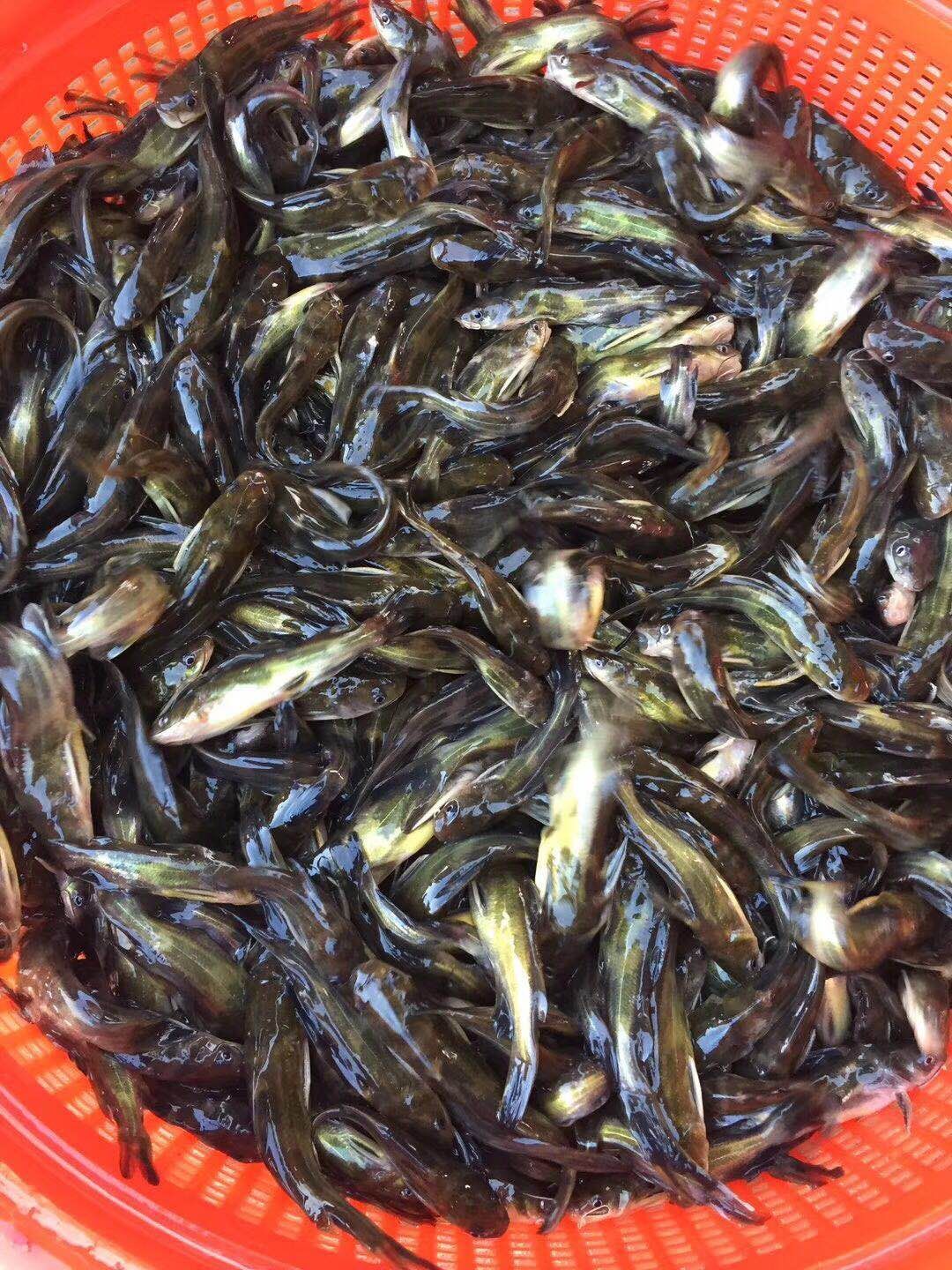 黄颡鱼苗  黄骨鱼苗批发
