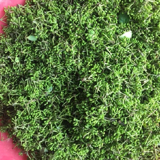 邻水县山胡椒 鲜嫩木姜子