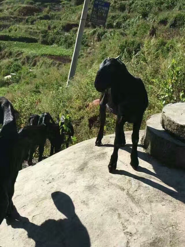  放养黑山羊小耳羊立耳羊本地黑山羊
