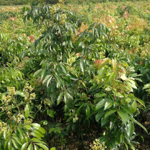 灵山县 无核荔枝苗嫁接妃子笑桂味荔枝树苗荔枝王