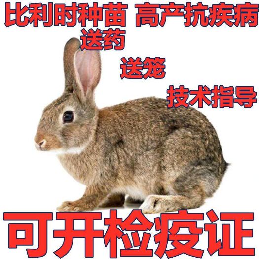 淳安县 比利时兔 比利时种兔 哪里比利时种兔 一只包邮包邮包回收