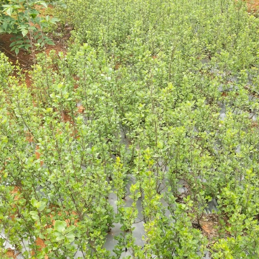 樟树市蔓荆子苗 蔓荆子树苗有卖