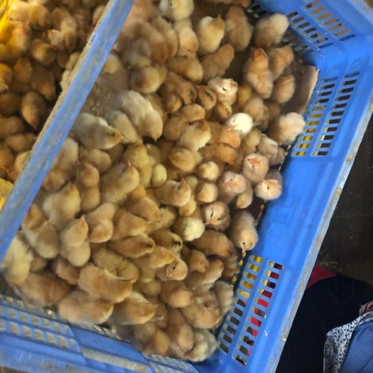 南宁三黄鸡苗 包邮包疫苗，质量保证，品种正宗。