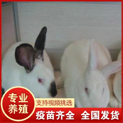 哈巴河县 商品兔 肉兔 家兔新西兰兔种兔包技术 已做全部防疫 包成活