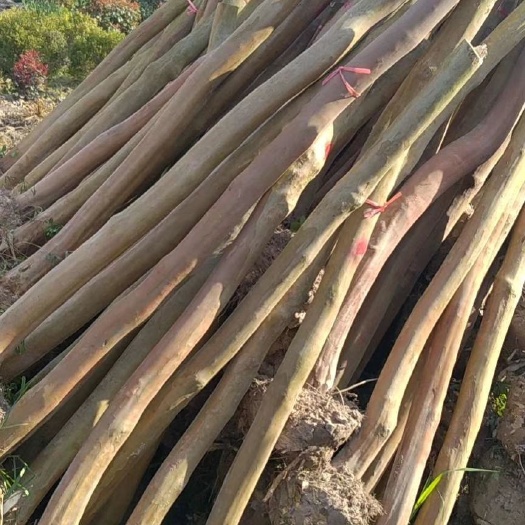 常州 大量供应紫薇，3到12公分