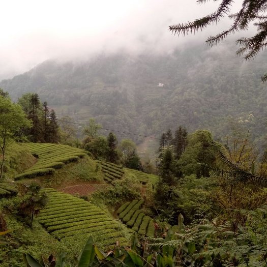 鹤峰县 天然高山云雾绿茶，不打农药，不施肥，欢迎实地考察！假一赔