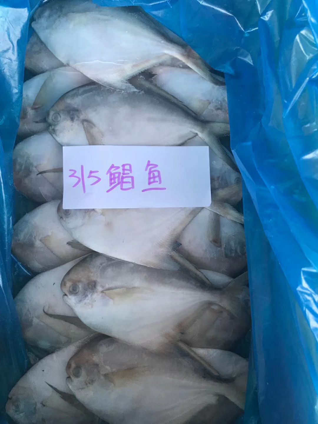 鲳鱼