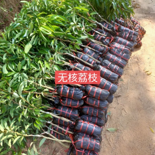 灵山县1公分无核荔枝苗