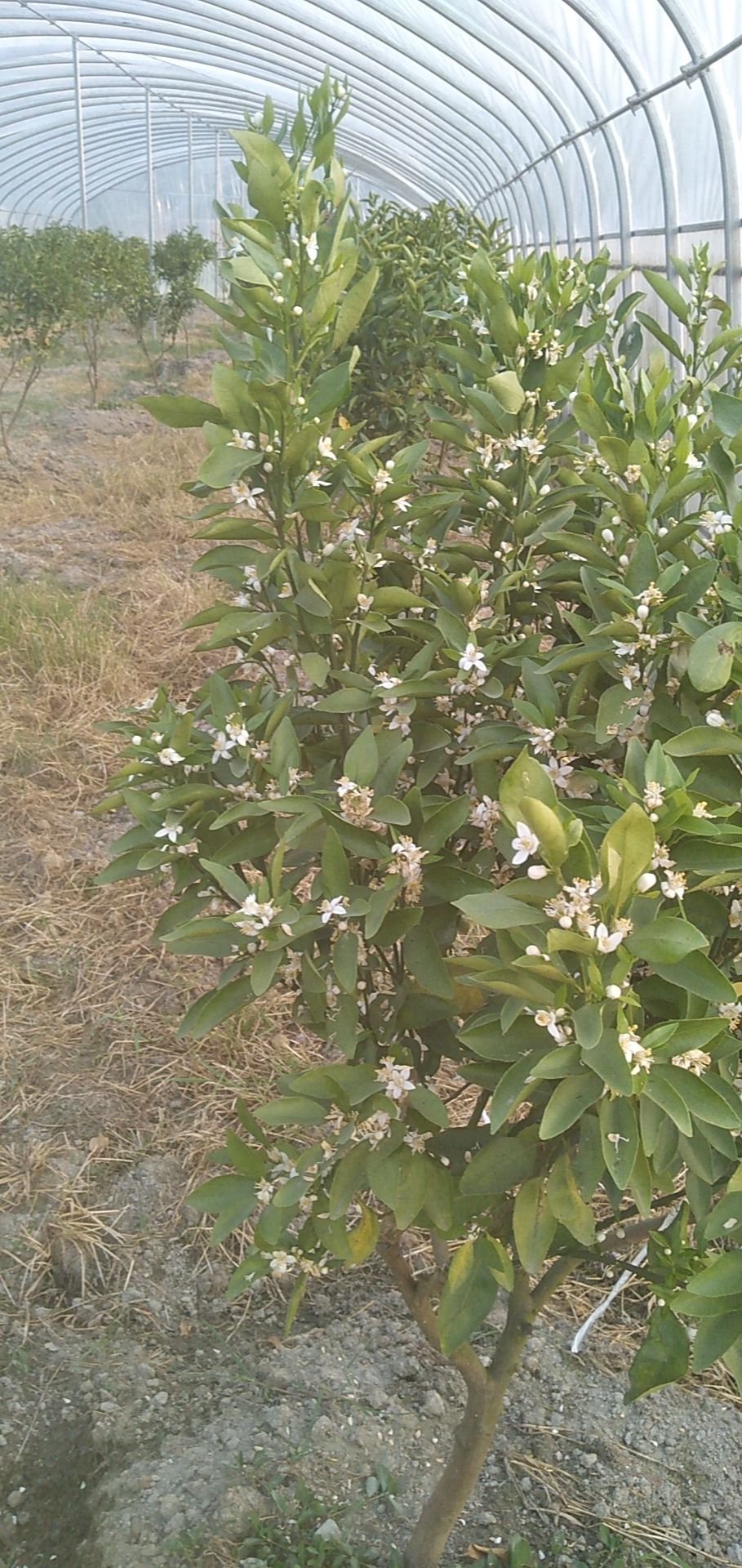 缘红椪柑枝条 30~35cm
