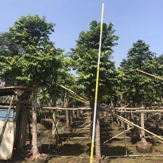 普宁市人面子树  批发自家仁面子（人面子）米径：12-15公分袋苗 假植苗