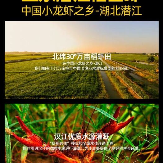 潜江市潜江小龙虾 调味龙虾 麻辣龙虾 麻辣嗦螺