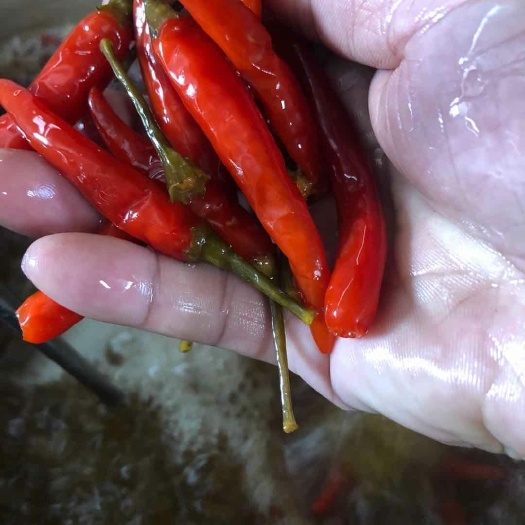 犍为县小米椒 特辣