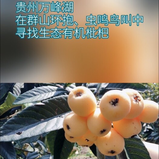 安龙县 有机生态枇杷