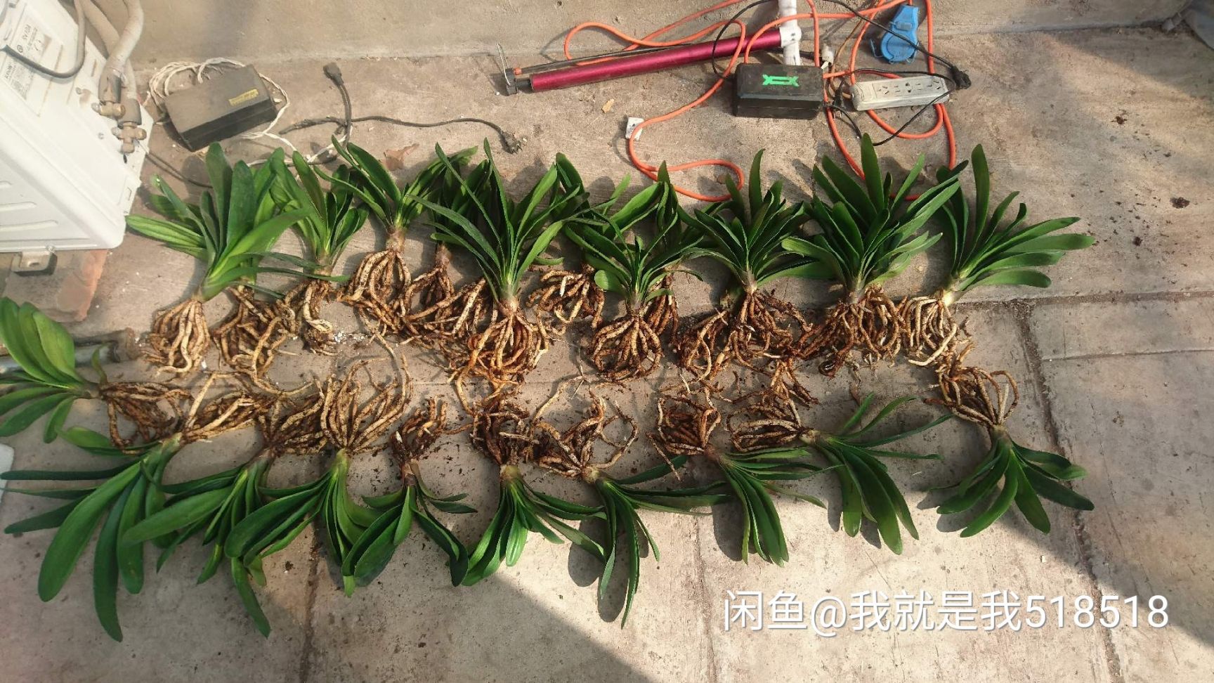 君子兰盆栽  君子兰正宗鞍山君子兰基地直销