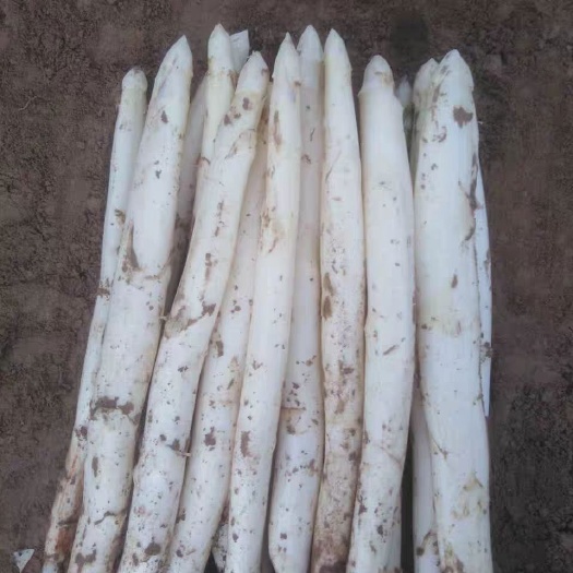 曹縣 大批量供應蘆筍，白蘆筍歡迎老板砸單24小時發(fā)貨