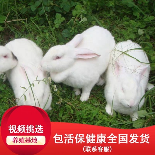 和林县 兔子 新西兰兔新西兰种兔 肉兔 哪里有新西兰兔包回收