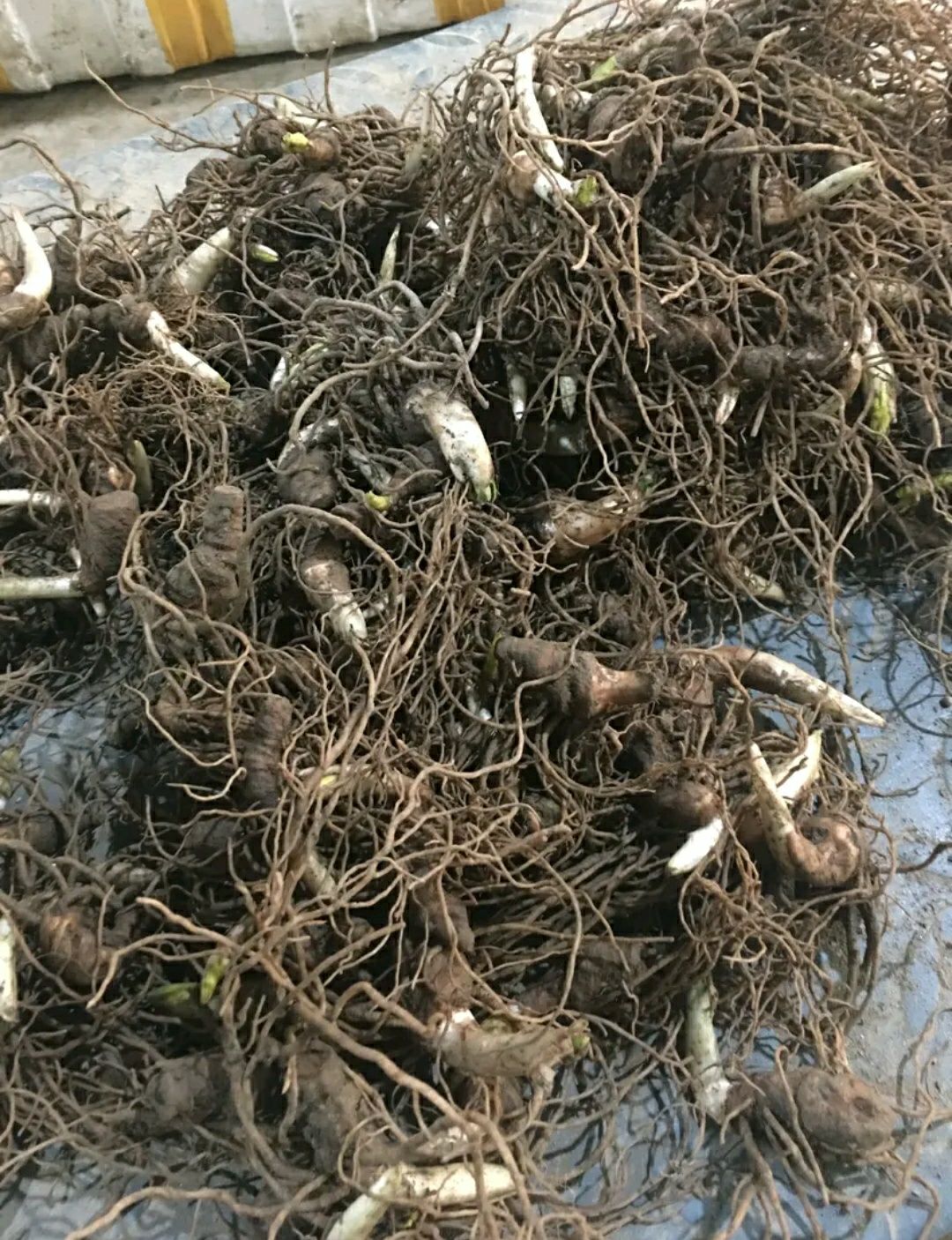  块茎重楼块茎