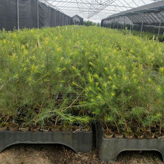 全州县香叶  桉叶素型互叶白千层，又称澳洲茶树，含桉叶素75%。出油率2%