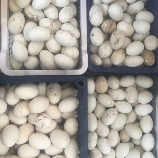 长春大三花鹅蛋 批发，零售，自家大鹅下的蛋！纯粮食蛋营养价值非常高