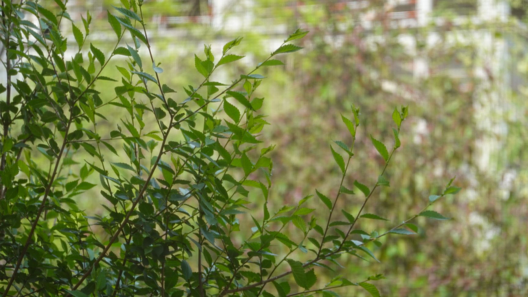  2020年第一茬金银花即将上市！
头茬金银花， 新金银花