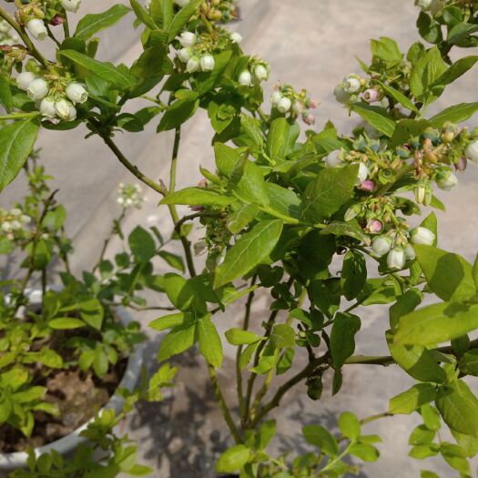 平邑县 蓝丰蓝莓苗，三年，六年苗带土发货。