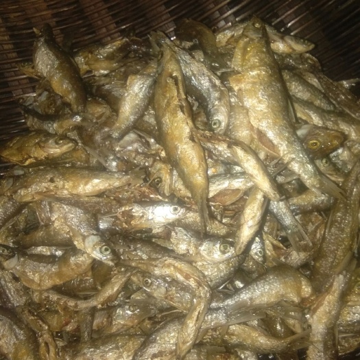 罗甸县 淡水河的白条鱼大量供应