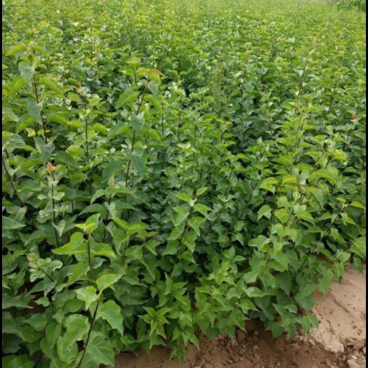 呼和浩特 大量水蜡和丁香出售
