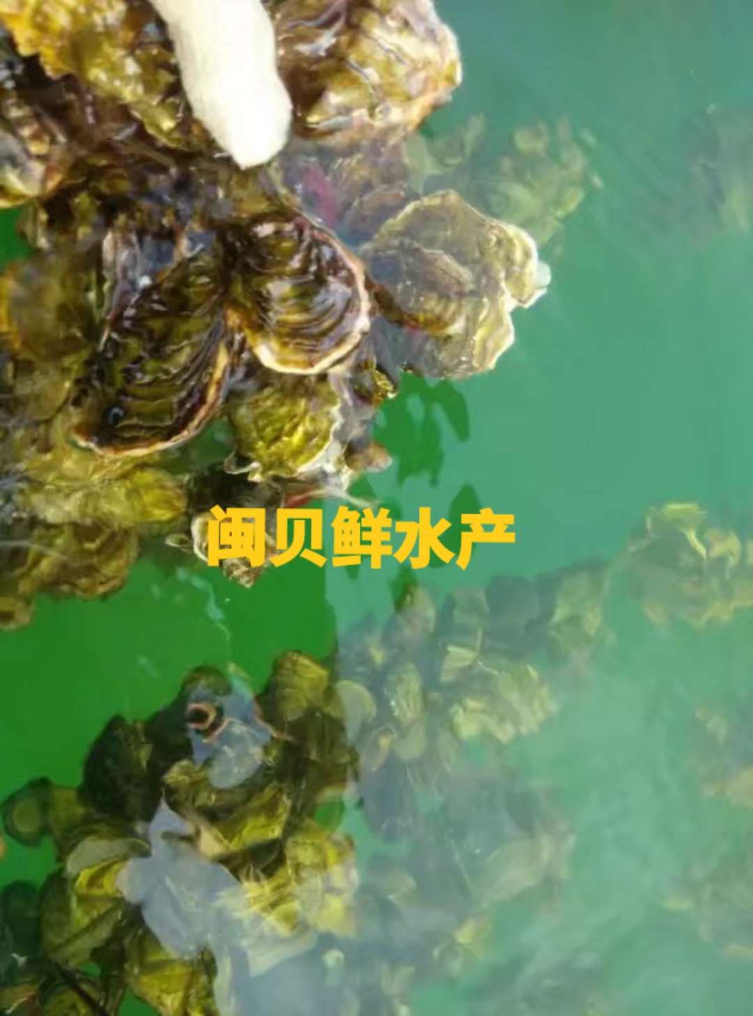 福建生蚝 福建诏安湾生蚝小包装4-5斤装 礼品装 家庭装 网红一口蚝