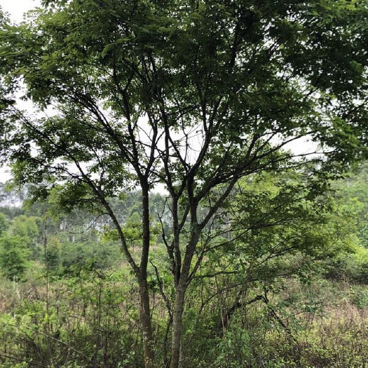 平南县 迷你朴树，小小都是爱