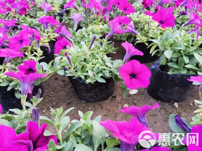 垂钓牵牛 垂吊牵牛 牵牛花 死苗补发 量大可优惠