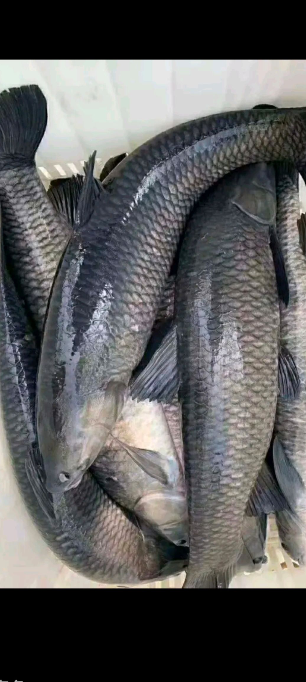 鲤鱼，水库鲤鱼。