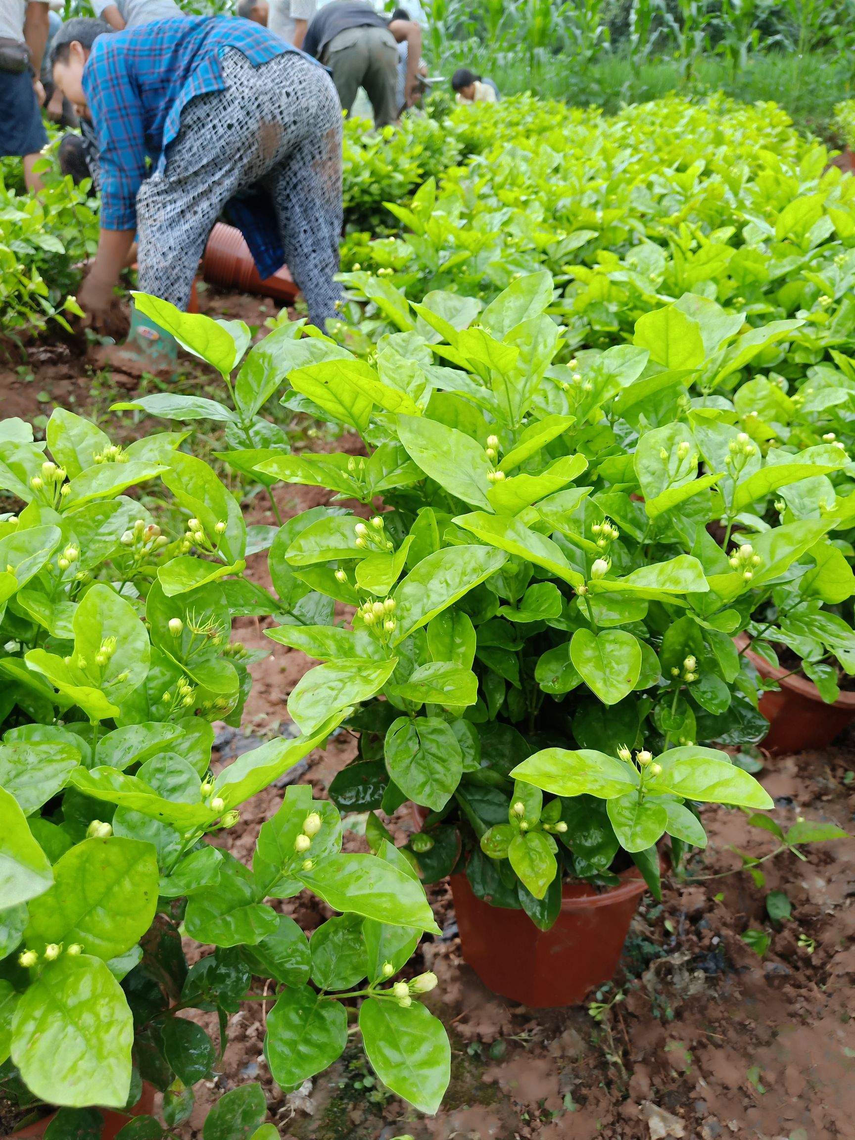  含苞待放的桅子花和茉莉花正在热销中