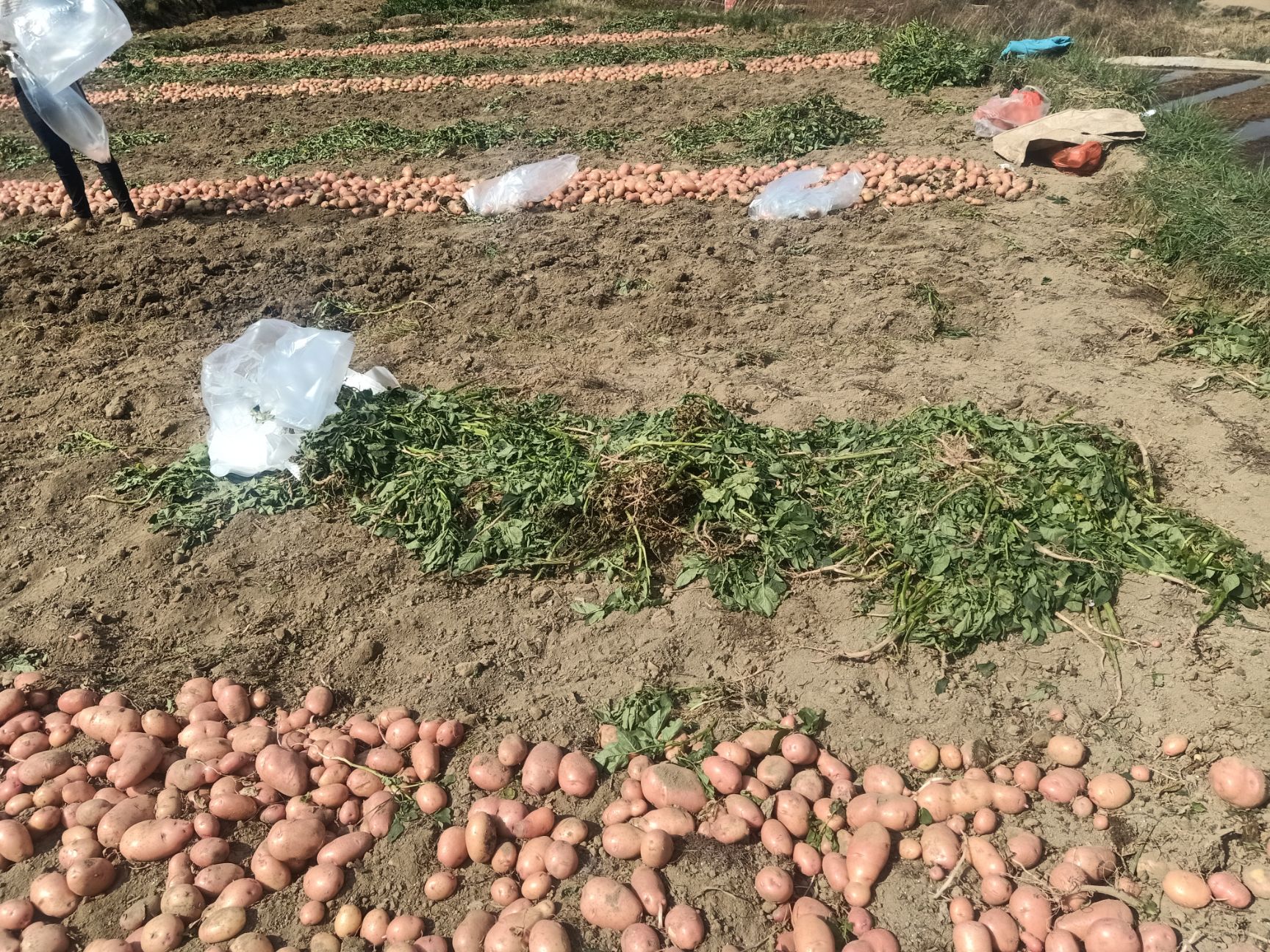 黄心土豆 新鲜上市，每日现挖