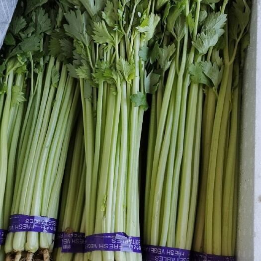 北京 【百亩精品】香芹菜 产地直销 一手货源！香葱 小葱 大量