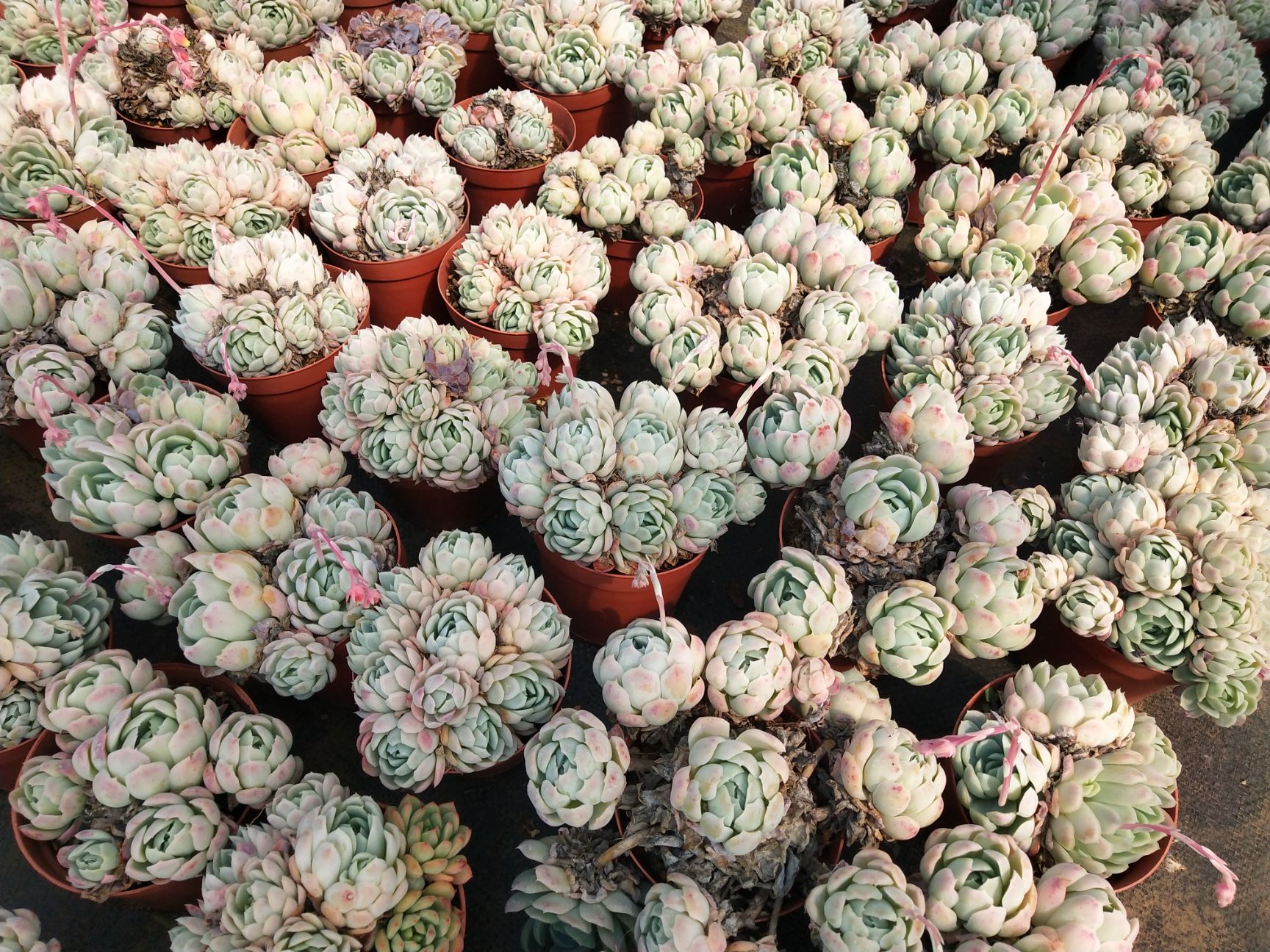  云南自家种植各类多肉植物乌木多肉蓝苹果多肉