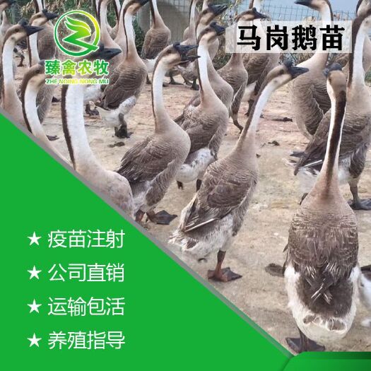 南宁 马岗鹅苗，出壳包打疫苗，运输包运损，技术跟进，厂家直销