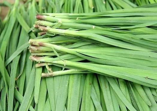 临漳县791韭菜 二茬