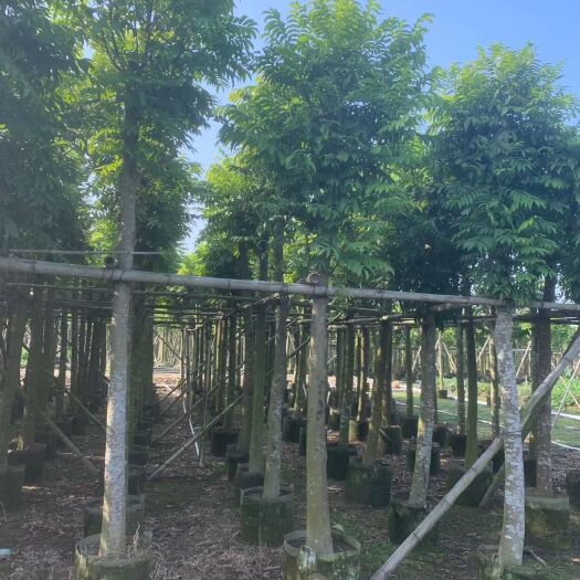 普宁市仁面子树（人面子）米径：10-12-15-30公分假植苗