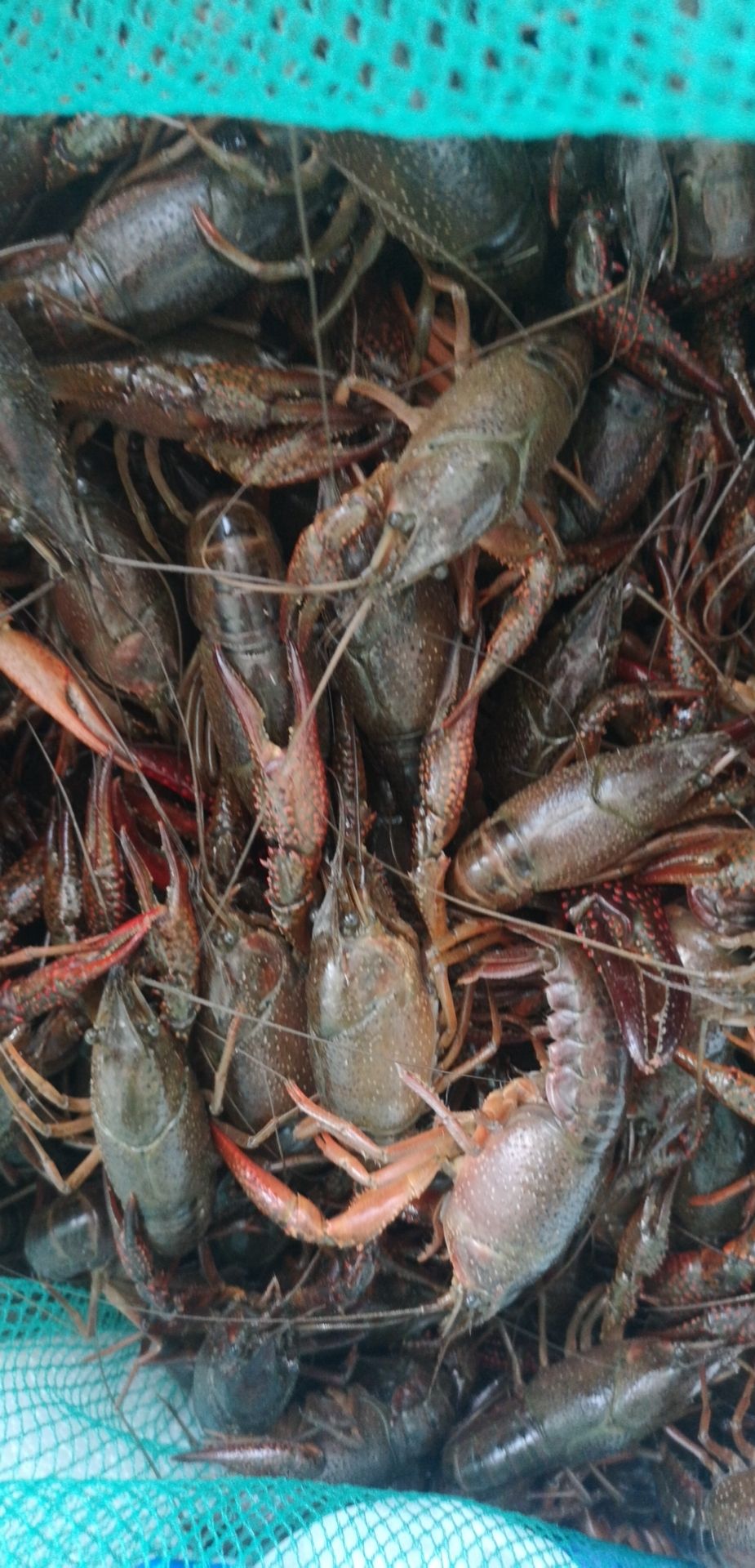 浙江湖州小龙虾品质保证 下单鲜*送货