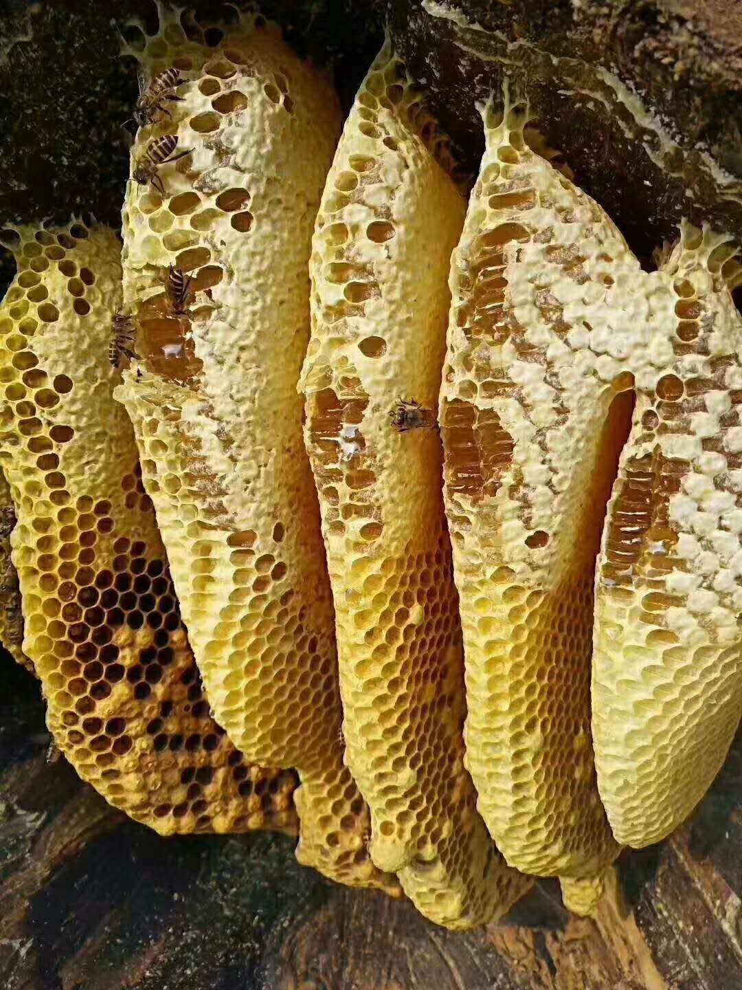 云南冬蜂蜜  云南正宗原始森林纯野
蜂蜜。森林百花蜜生态蜂蜜，全国包邮