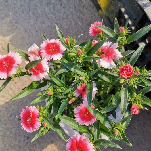 青州市五彩石竹 基地直发