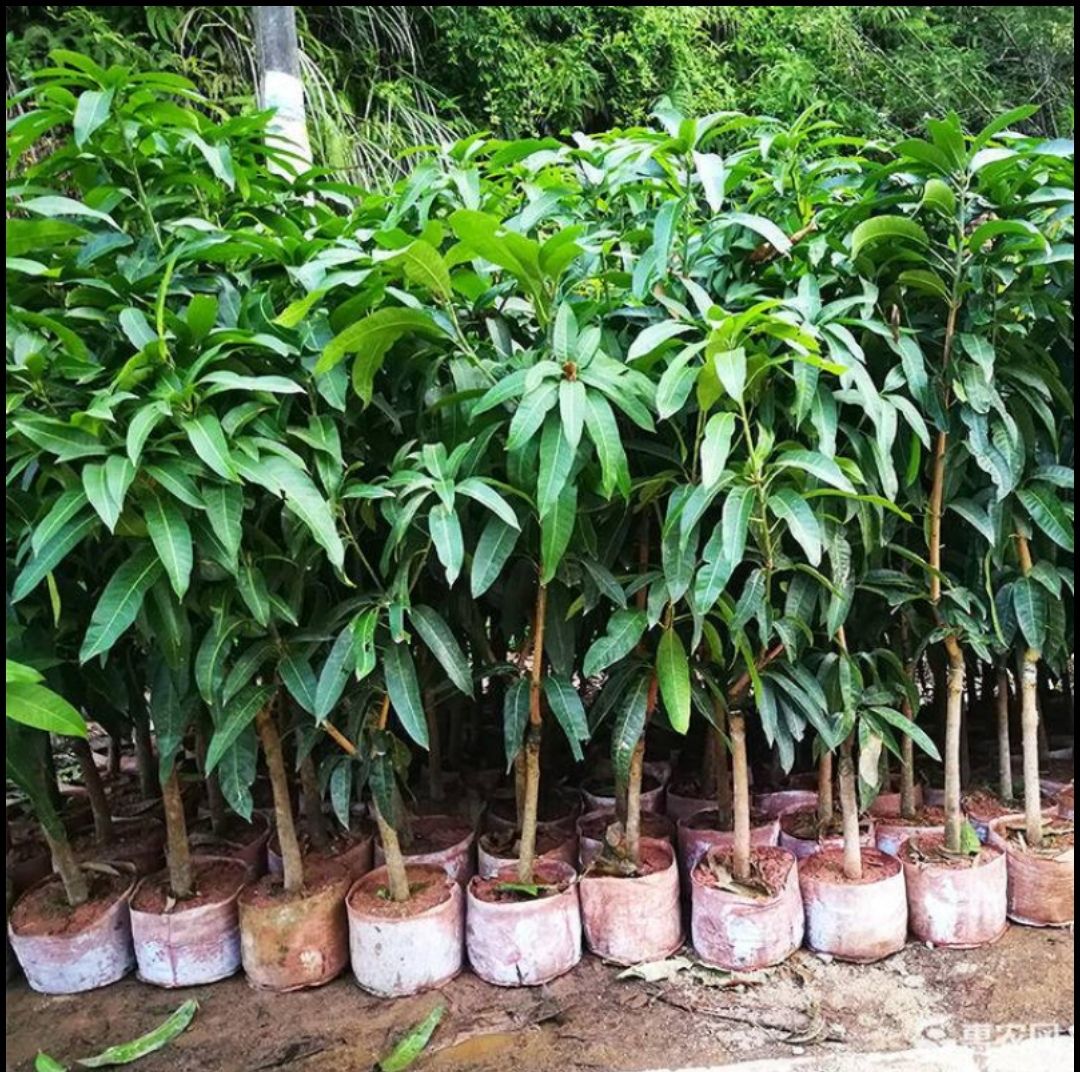  桂七芒果苗嫁接苗结果早产量高根系
发达